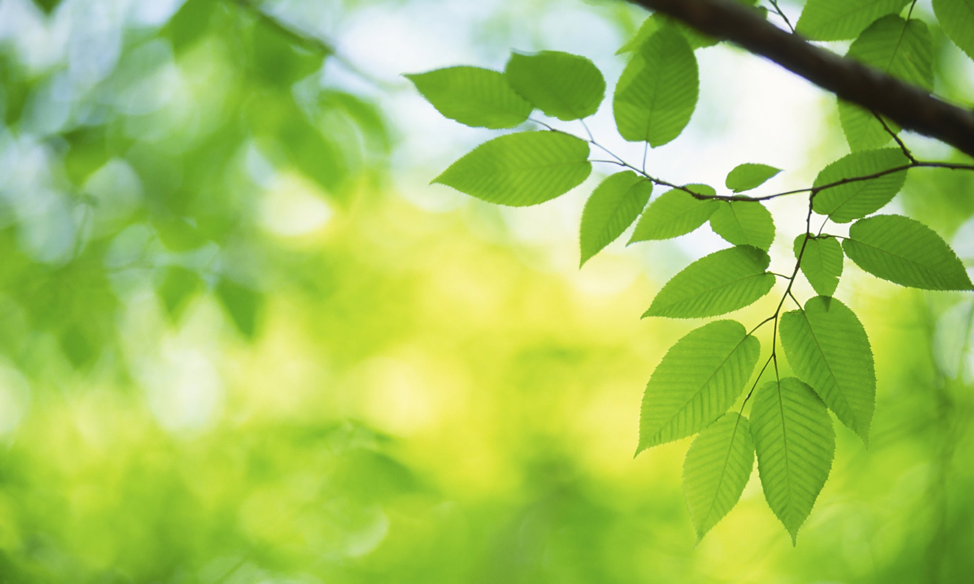 Sunlit green leaves on a tree branch, symbolizing Rivanna’s commitment to sustainable materials and forest conservation.